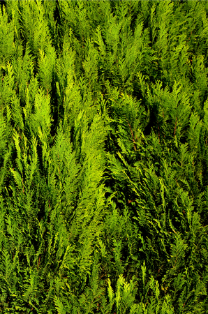The texture of many branches of green coniferous tree in daylightの写真素材