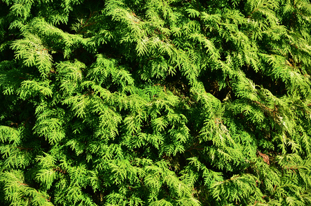 The texture of many branches of green coniferous tree in daylightの写真素材
