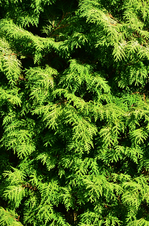 The texture of many branches of green coniferous tree in daylightの写真素材