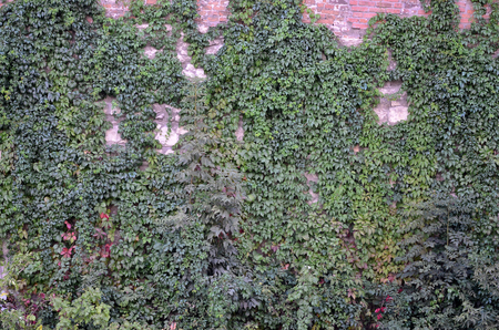 Large stone wall of an ancient castle, overgrown with massive ivy branches in Lviv, Ukraineの写真素材