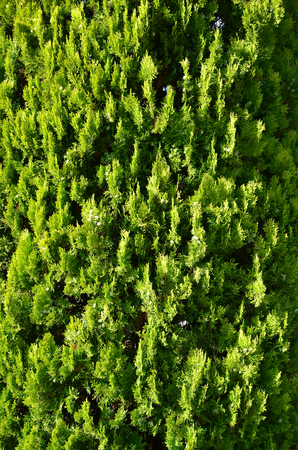 The texture of many branches of green coniferous tree in daylightの写真素材