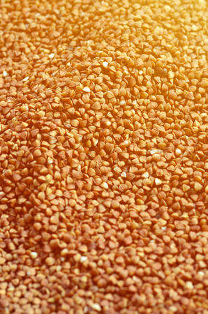 Background texture of a large pile of buckwheat. Many buckwheat grains close-up in daylightの写真素材
