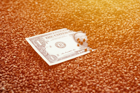 The background texture of a large pile of buckwheat, in the middle of which you see a bill of one US dollar. The concept of higher prices for cerealsの写真素材