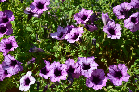 Flowerbed with multicoloured purple and violet petunias. Macro shot of beautiful colourful petunia (Petunia hybrida) flowersの写真素材