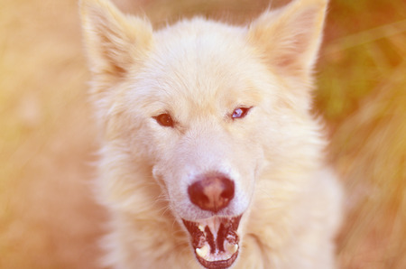 Toned portrait of the White Siberian Samoyed husky dog with heterochromia (a phenomenon when the eyes have different colors) in the daytime outdoorsの写真素材