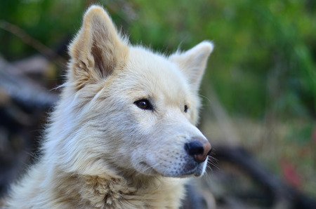 Portrait of the White Siberian Samoyed husky dog with heterochromia (a phenomenon when the eyes have different colors) in the daytime outdoorsの写真素材
