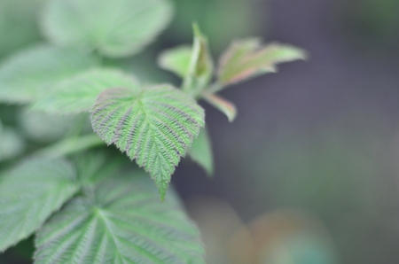 Photo of a few green leaves from a raspberry bush. Growing bush of raspberry. Macro photo with blurred backgroundの写真素材