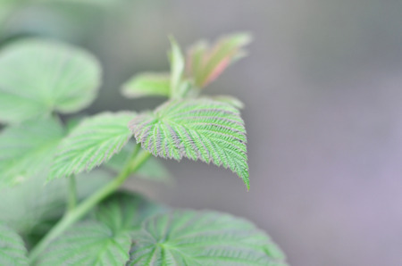 Photo of a few green leaves from a raspberry bush. Growing bush of raspberry. Macro photo with...
