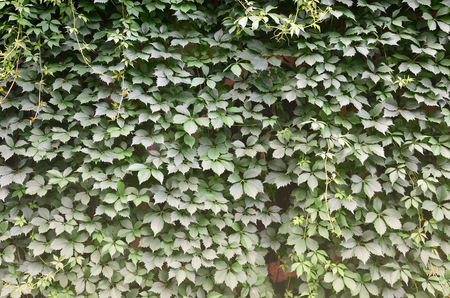 The texture of a lot of flowering green vines from wild ivy that cover a concrete wallの写真素材