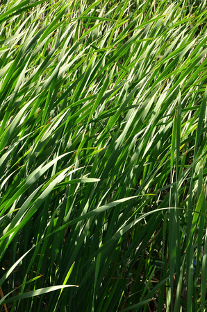 A lot of stems from green reeds. Unmatched reeds with long stemsの写真素材