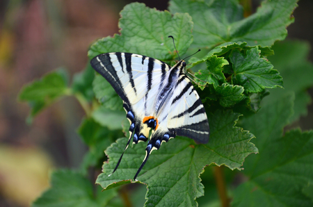 Scarce swallowtail (Iphiclides podalirius) rare european butterfly is sitting on the bushes of blossoming raspberriesの写真素材