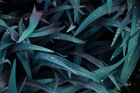 Close-up shot of dense grassy stems with dew drops. Macro shot of wet grass as background image for nature conceptの写真素材
