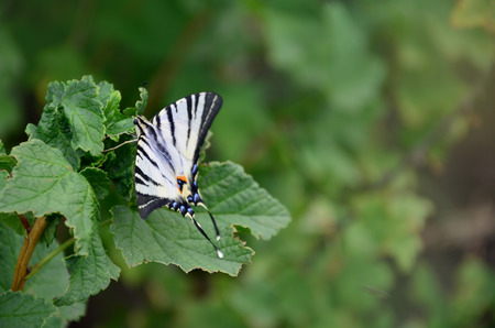 Scarce swallowtail (Iphiclides podalirius) rare european butterfly is sitting on the bushes of blossoming raspberriesの写真素材