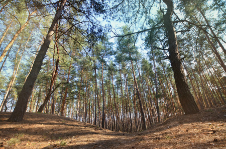Spring sunny landscape in a pine forest in bright sunlight. Cozy forest space among the pines, dotted with fallen cones and coniferous needlesの写真素材