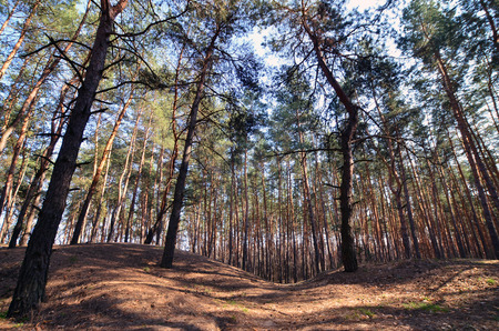 Spring sunny landscape in a pine forest in bright sunlight. Cozy forest space among the pines, dotted with fallen cones and coniferous needlesの写真素材