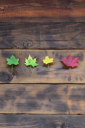 Some of the yellowing fallen autumn leaves of different colors on the background surface of natural...
