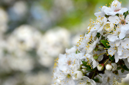 Flowering branch of apricot tree. Early flowering of trees in April. White apricot flowers of small sizeの写真素材