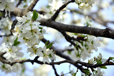 Flowering branch of apricot tree. Early flowering of trees in April. White apricot flowers of small sizeの写真素材