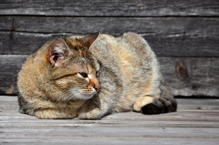 Photo of a multi-colored cat that lazily lays on a wooden surface against a wall of black horizontal wooden boards. A pet resting during good weatherの写真素材