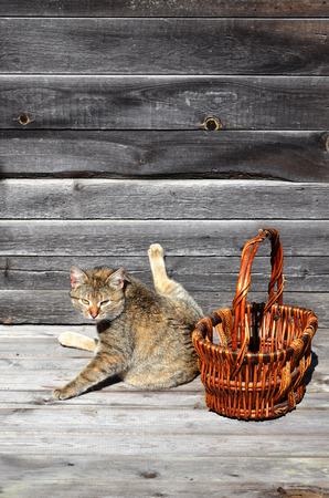 A multi-colored thick cat is located next to an empty wicker basket of wooden rods lies on a wooden surface against the background of a wall of black horizontal wooden boards. Wooden basket and petの写真素材