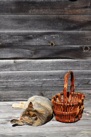 A multi-colored thick cat is located next to an empty wicker basket of wooden rods lies on a wooden surface against the background of a wall of black horizontal wooden boards. Wooden basket and petの写真素材