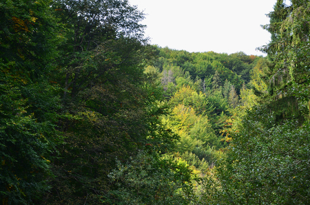 Set of coniferous trees close-up. Texture of forest vegetationの写真素材