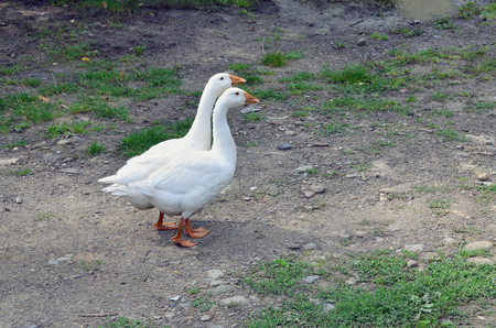 A pair of funny white geese are walking along the dirty grassy yardの写真素材