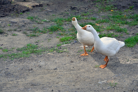 A pair of funny white geese are walking along the dirty grassy yardの写真素材