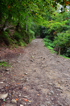 A path in a wild forest. Forest landscape in early autumnの写真素材