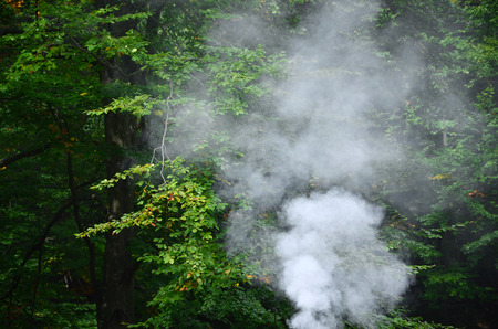 White smoke spreads over the background of forest treesの写真素材