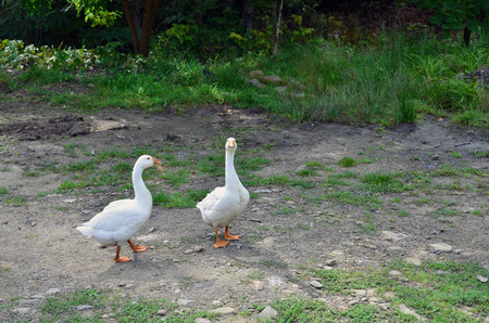 A pair of funny white geese are walking along the dirty grassy yardの写真素材