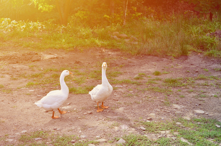 A pair of funny white geese are walking along the dirty grassy yardの写真素材