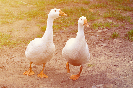 A pair of funny white geese are walking along the dirty grassy yardの写真素材