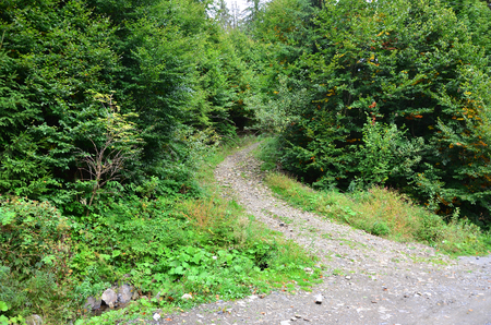 A path in a wild forest. Forest landscape in early autumnの写真素材