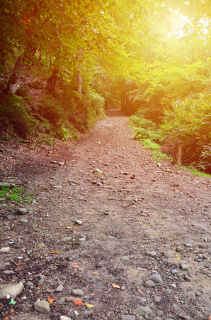 A path in a wild forest. Forest landscape in early autumnの写真素材