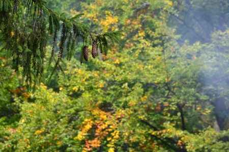 Branch of European spruce with a pair of cones against the background of a misty coniferous forestの写真素材