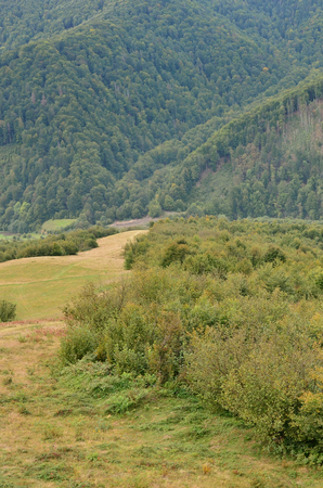 Fragment of the mountainous terrain in the Carpathians, Ukraine. The forest is forgiven by the reliefs of the Carpathian Mountainsの写真素材