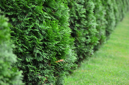 A lot of coniferous plantations are lined up. Selective focus imageの写真素材