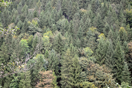 Set of coniferous trees close-up. Texture of forest vegetationの写真素材