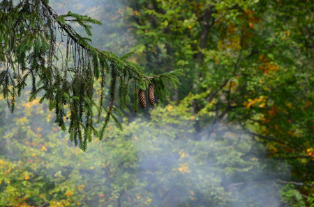 Branch of European spruce with a pair of cones against the background of a misty coniferous forestの写真素材