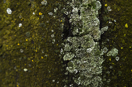 Texture of green fungus formation on the bark of an old tree in a damp winter seasonの写真素材