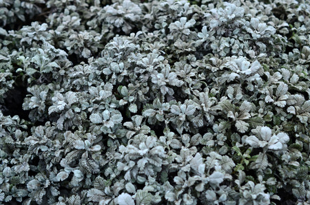 Macro photograph of small green plantations with leaves with the form of burdock and texture of knitted yarnの写真素材