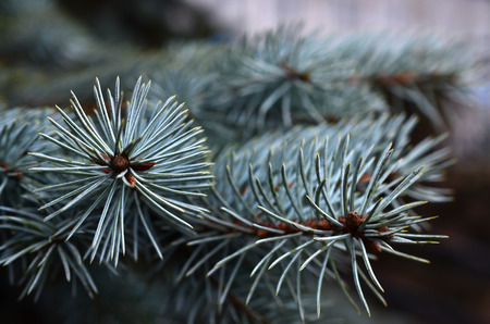 A snapshot of a branch of a coniferous tree close upの写真素材