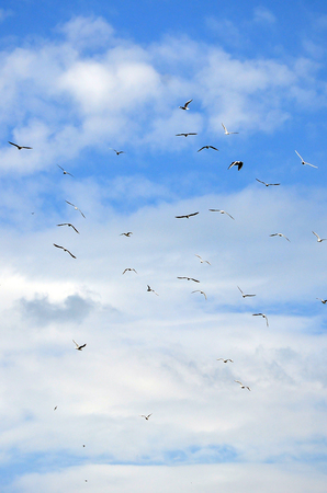 A lot of white gulls fly in the cloudy blue skyの写真素材