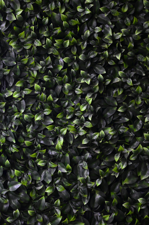 Green ivy grows along the wall. Texture of dense thickets of wild vine