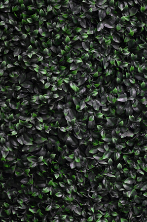 Green ivy grows along the wall. Texture of dense thickets of wild vine