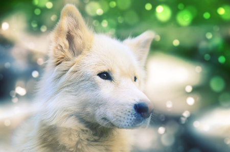 Portrait of the White Siberian Samoyed husky dog with heterochromia (a phenomenon when the eyes have different colors) in the daytime outdoorsの写真素材