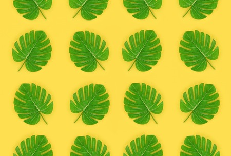 Tropical palm monstera leaves lies on a pastel colored paper. Nature summer concept pattern. Flat...