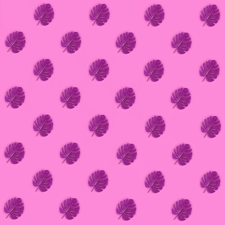Tropical palm monstera leaves lies on a pastel colored paper. Nature summer concept pattern. Flat...