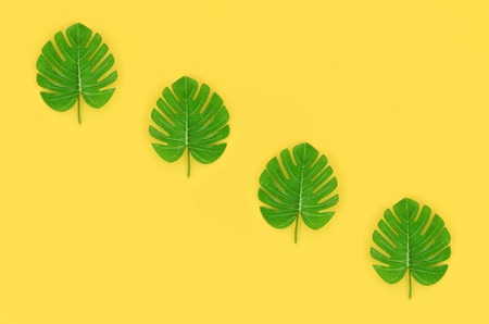 Tropical palm monstera leaves lies on a pastel colored paper. Nature summer concept pattern. Flat...